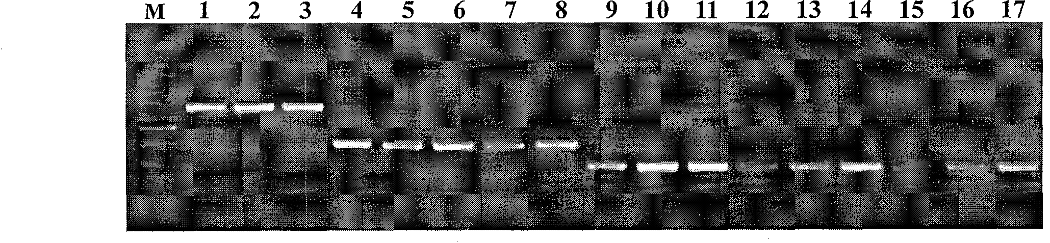 Quick molecular detection method for simultaneously detecting three kinds of fusarium toxins and application thereof