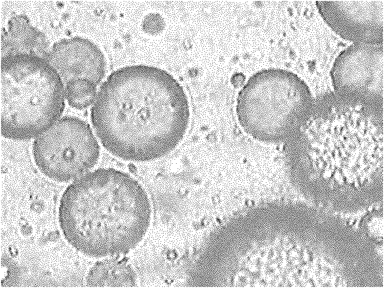 Gastric targeted drug carrier and preparation method thereof