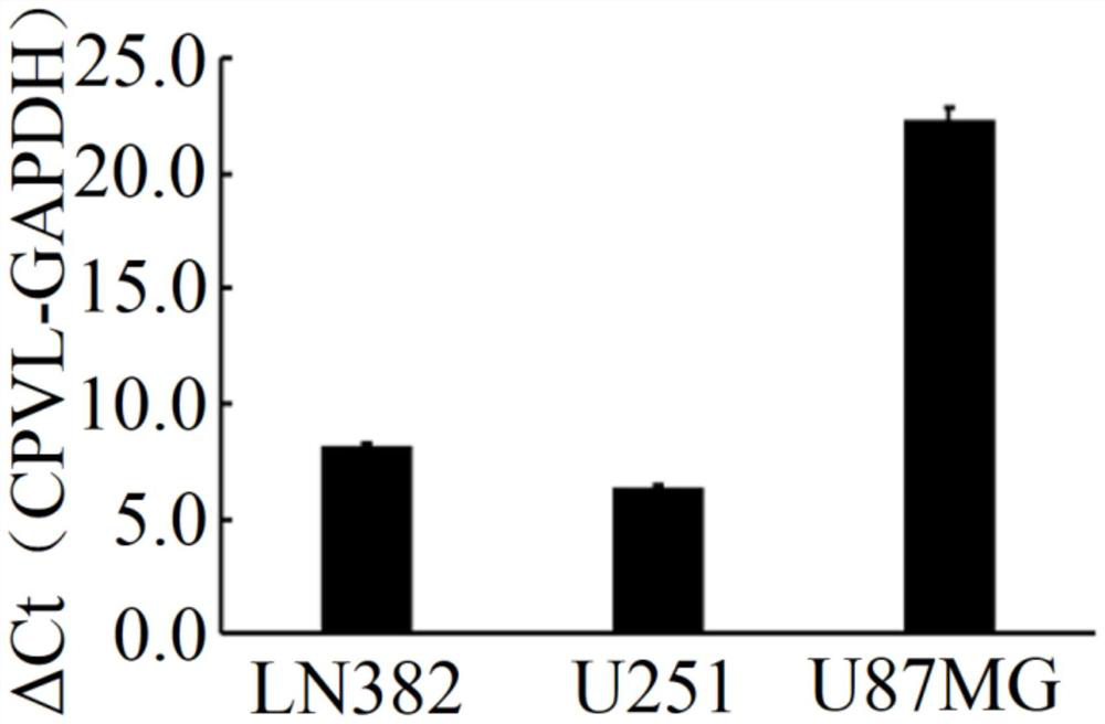 A kind of glioma prognostic marker cpvl and its application