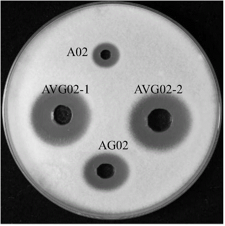 Construction method of recombinant streptomyces lydicus for producing cellulase and natamycin