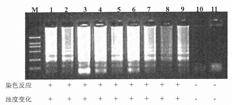 Kit and oligonucleotide sequences for detecting astrovirus