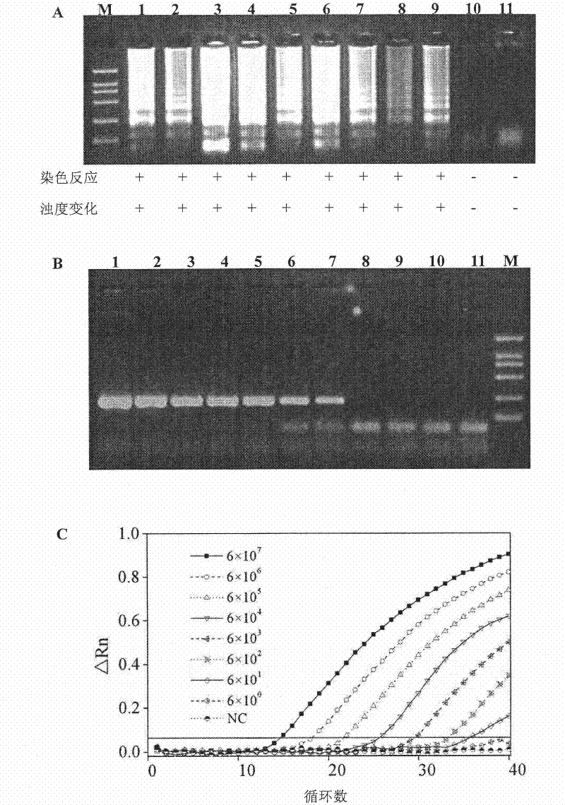 Kit and oligonucleotide sequences for detecting astrovirus