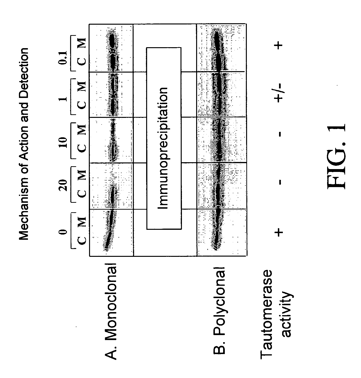 Inhibitors of macrophage migration inhibitory factor and methods for identifying the same