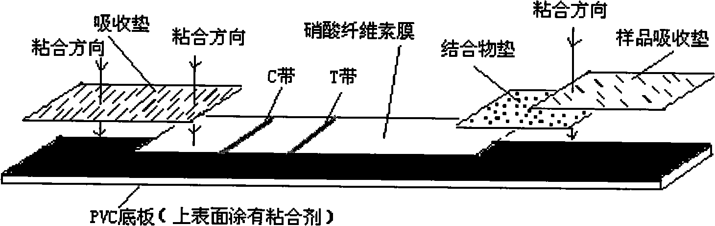 Synthetic peptide coupling antigen and reagent for testing porcine circovurus type 2 specific antibody