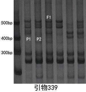 A kit for rapid identification of the purity of No. 19 oil sunflower variety