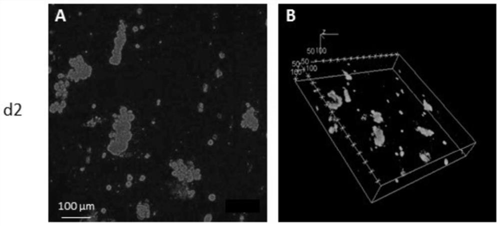 Method of culturing proliferative hepatocytes