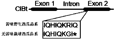 Transcription Factors Involved in Regulating the Synthesis of Watermelon Bitterin and Its Application