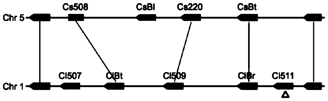 Transcription Factors Involved in Regulating the Synthesis of Watermelon Bitterin and Its Application