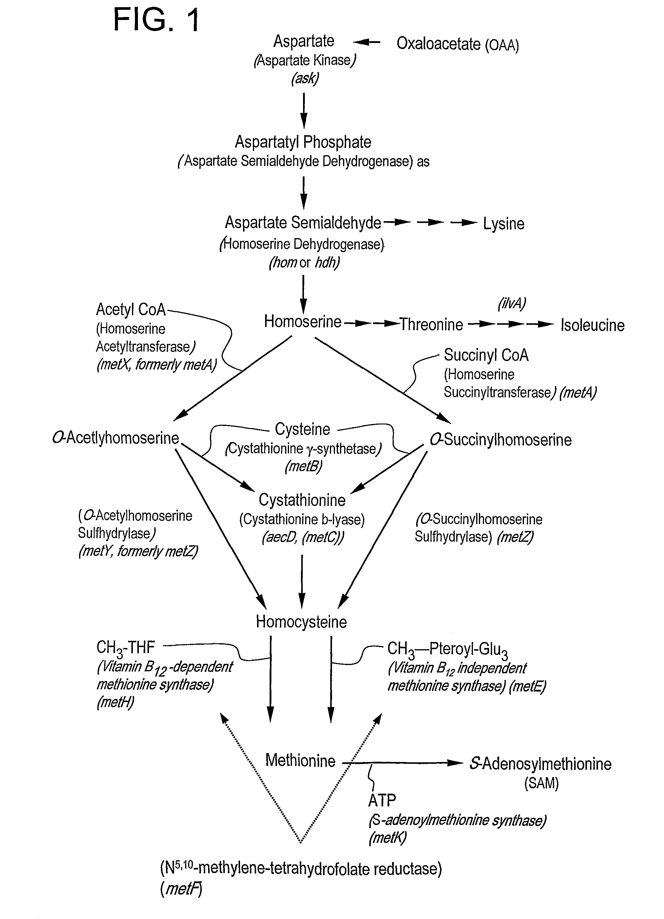 Use of dimethyl disulfide for methionine production in microoraganisms