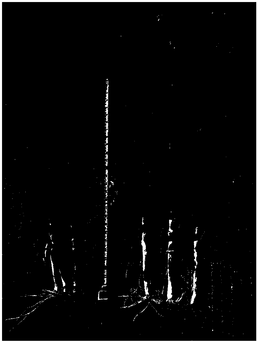 Sandy soil improver and application thereof