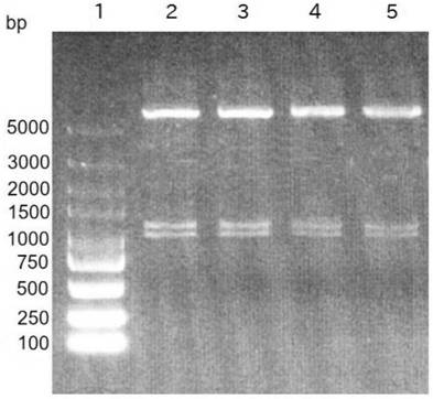 A method for efficiently expressing pcv2cap and pcv3cap fusion proteins