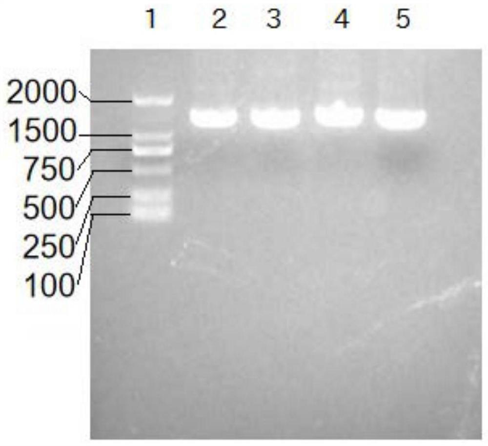 A method for efficiently expressing pcv2cap and pcv3cap fusion proteins