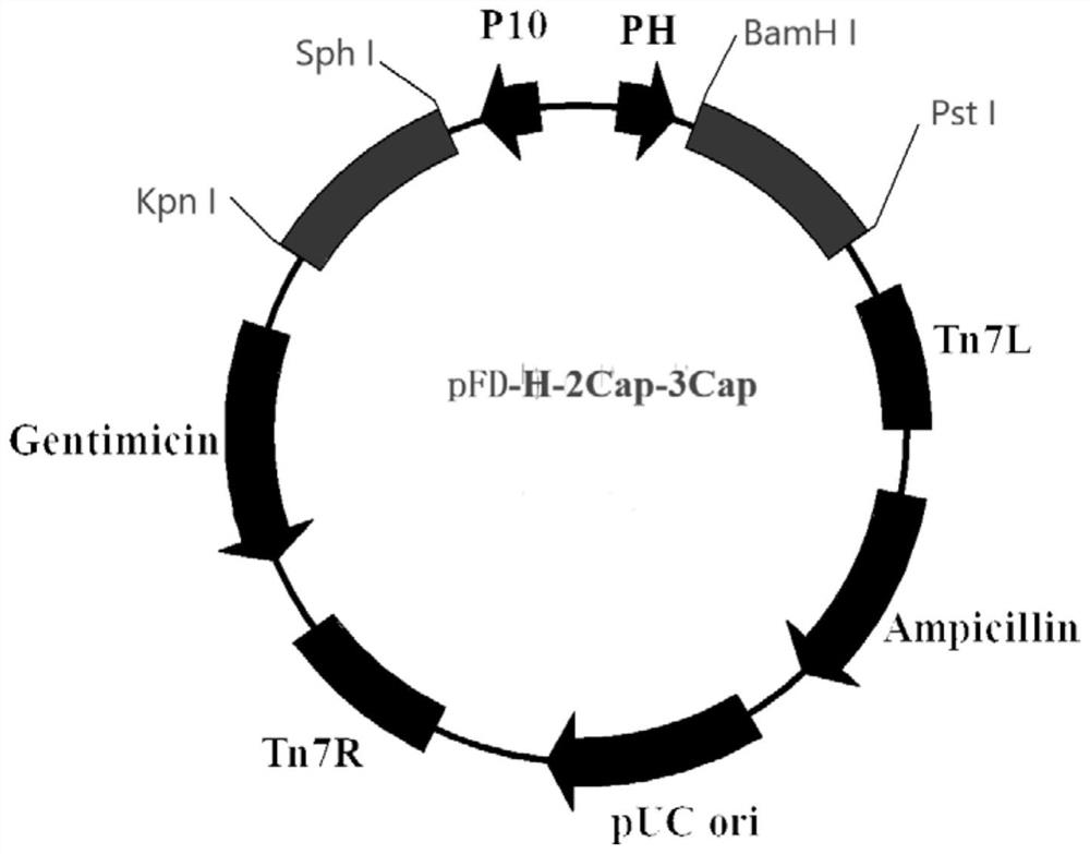 A method for efficiently expressing pcv2cap and pcv3cap fusion proteins