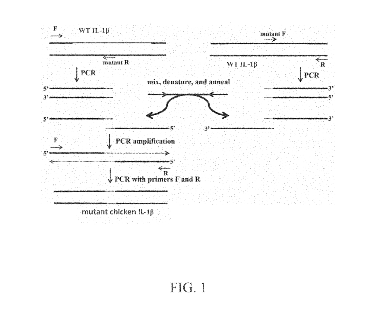 Mutant chicken interleukin-1beta protein as chicken interleukin-1beta antagonist and uses thereof