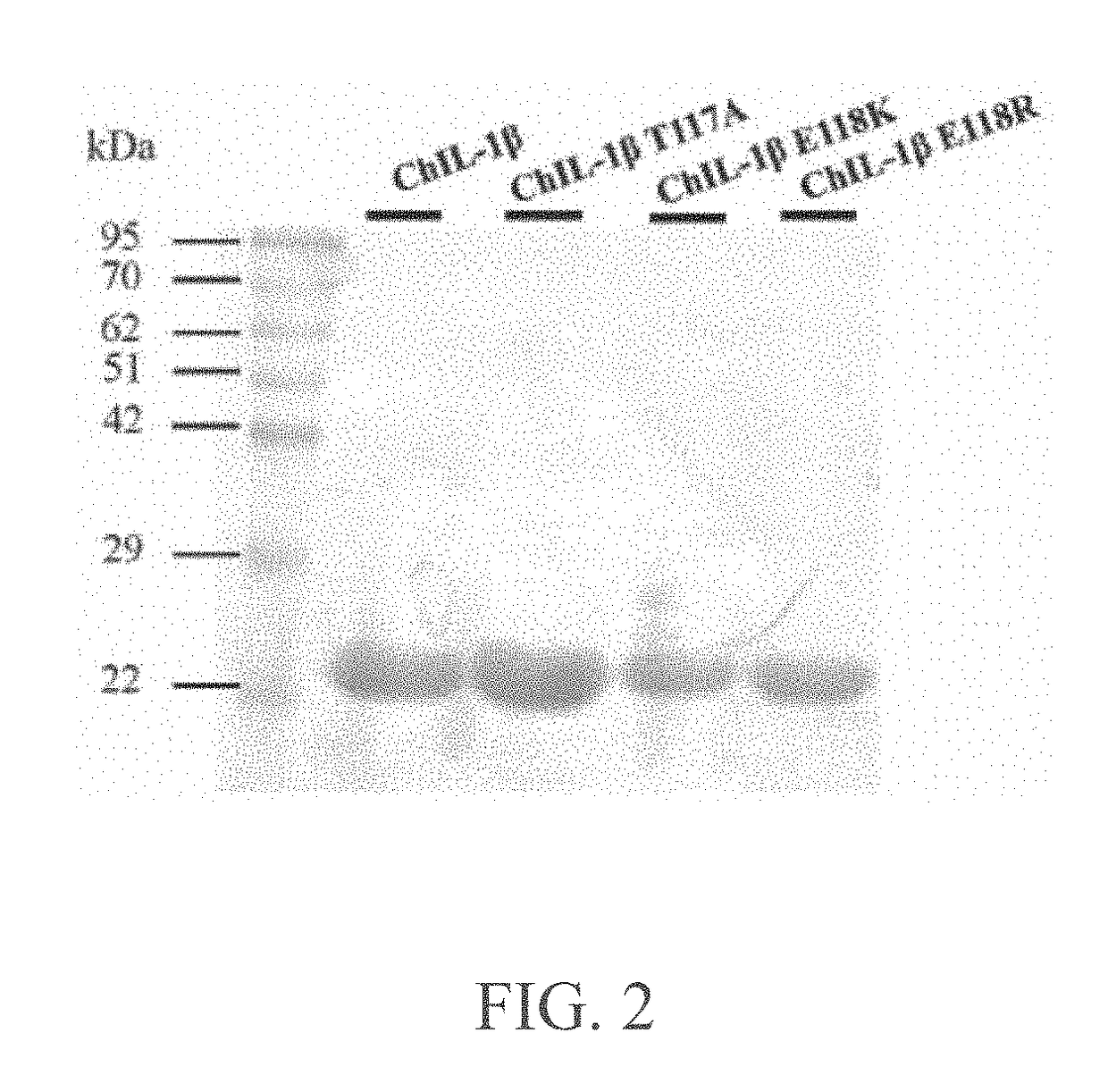 Mutant chicken interleukin-1beta protein as chicken interleukin-1beta antagonist and uses thereof