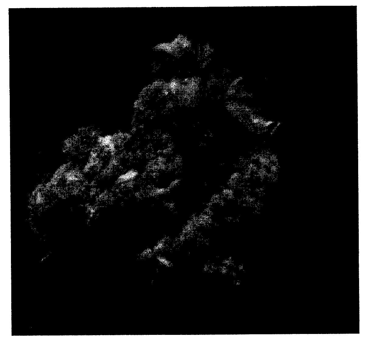 Method for establishing Malus sieversii regeneration system based on callus differentiation