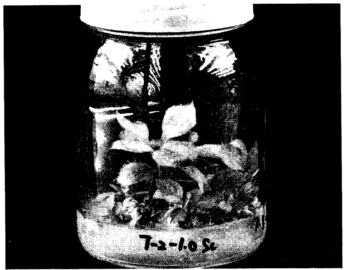 Method for establishing Malus sieversii regeneration system based on callus differentiation