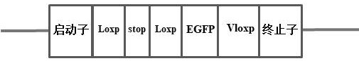 Gene editing method based on Vcre-Vloxp recombinase system and application of gene editing method