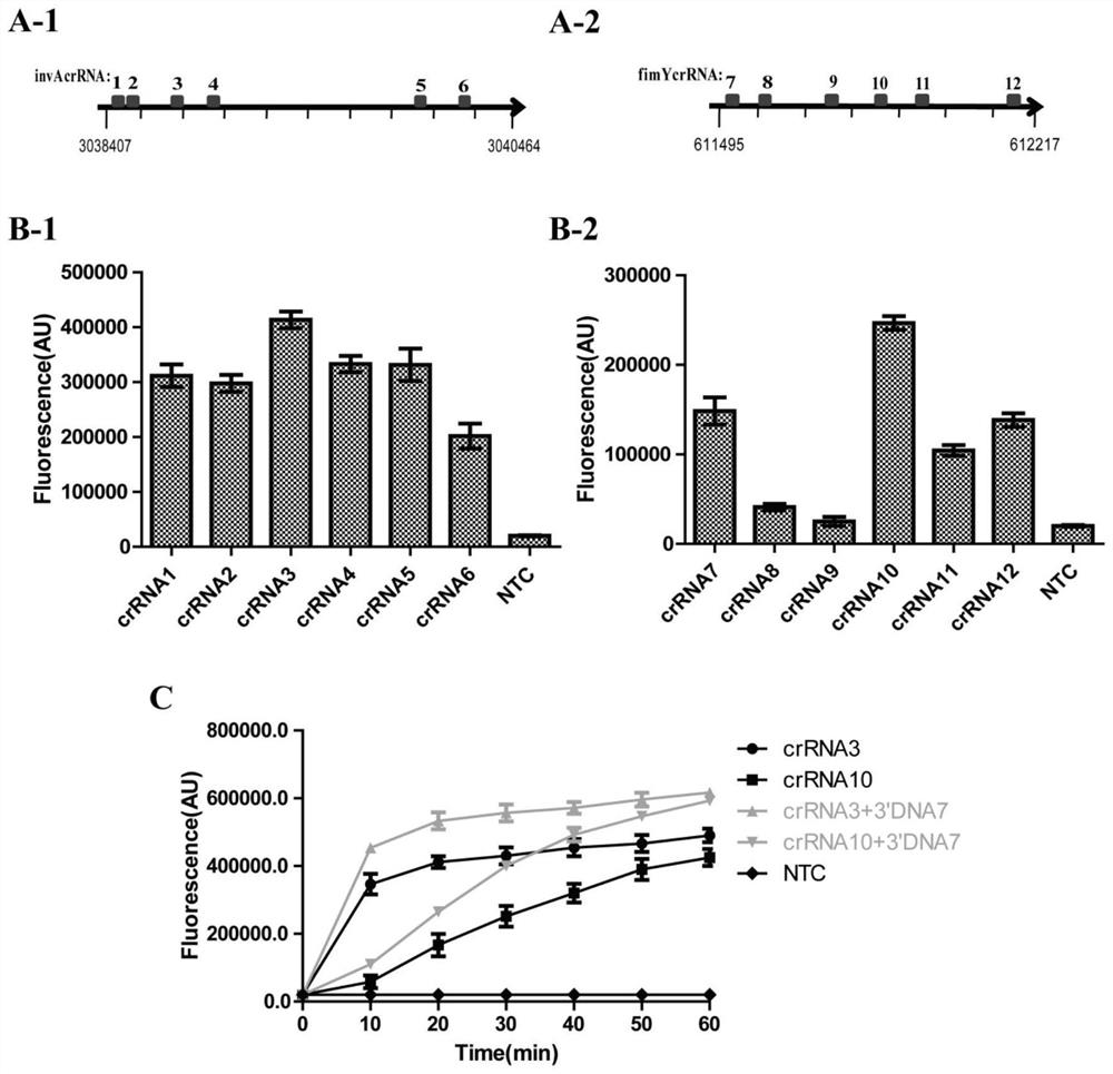 Salmonella detection primer group, method and kit based on RPA-LbCas12a-TTECDS system