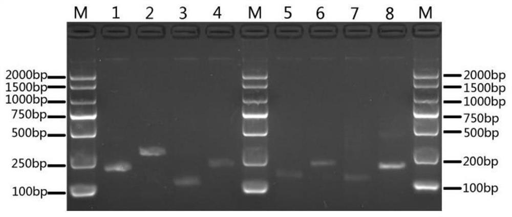 Salmonella detection primer group, method and kit based on RPA-LbCas12a-TTECDS system