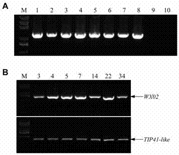 A Fusion Gene Moderately Delaying Plant Senescence and Improving Stress Resistance and Its Application