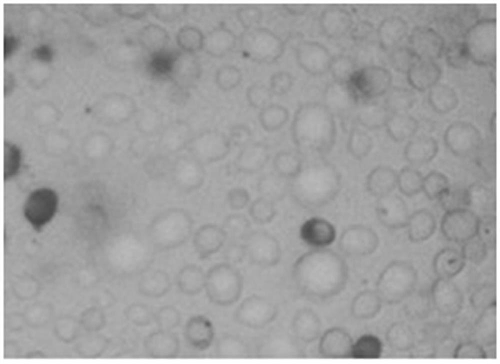 Ester-producing yeast, its extraction method and its application in jujube distilled wine