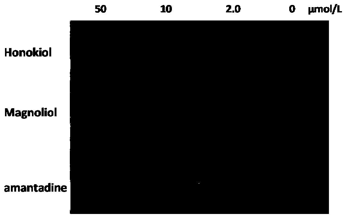 Application of cortex magnoliae officinalis in preparing anti-influenza drugs