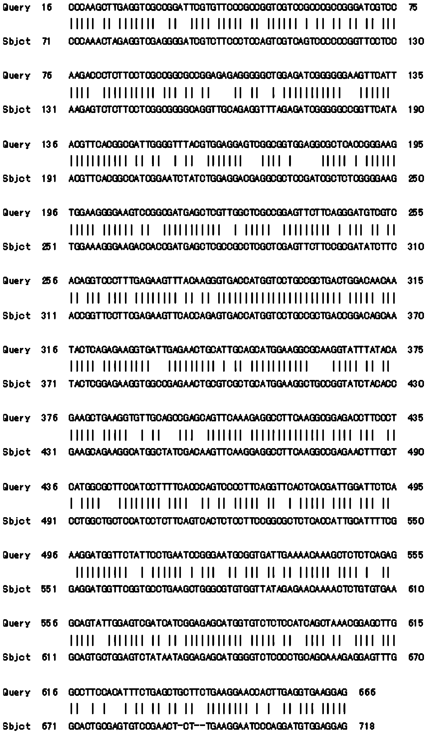 Tulip chalcone isomerase TfCHI protein and encoding gene thereof