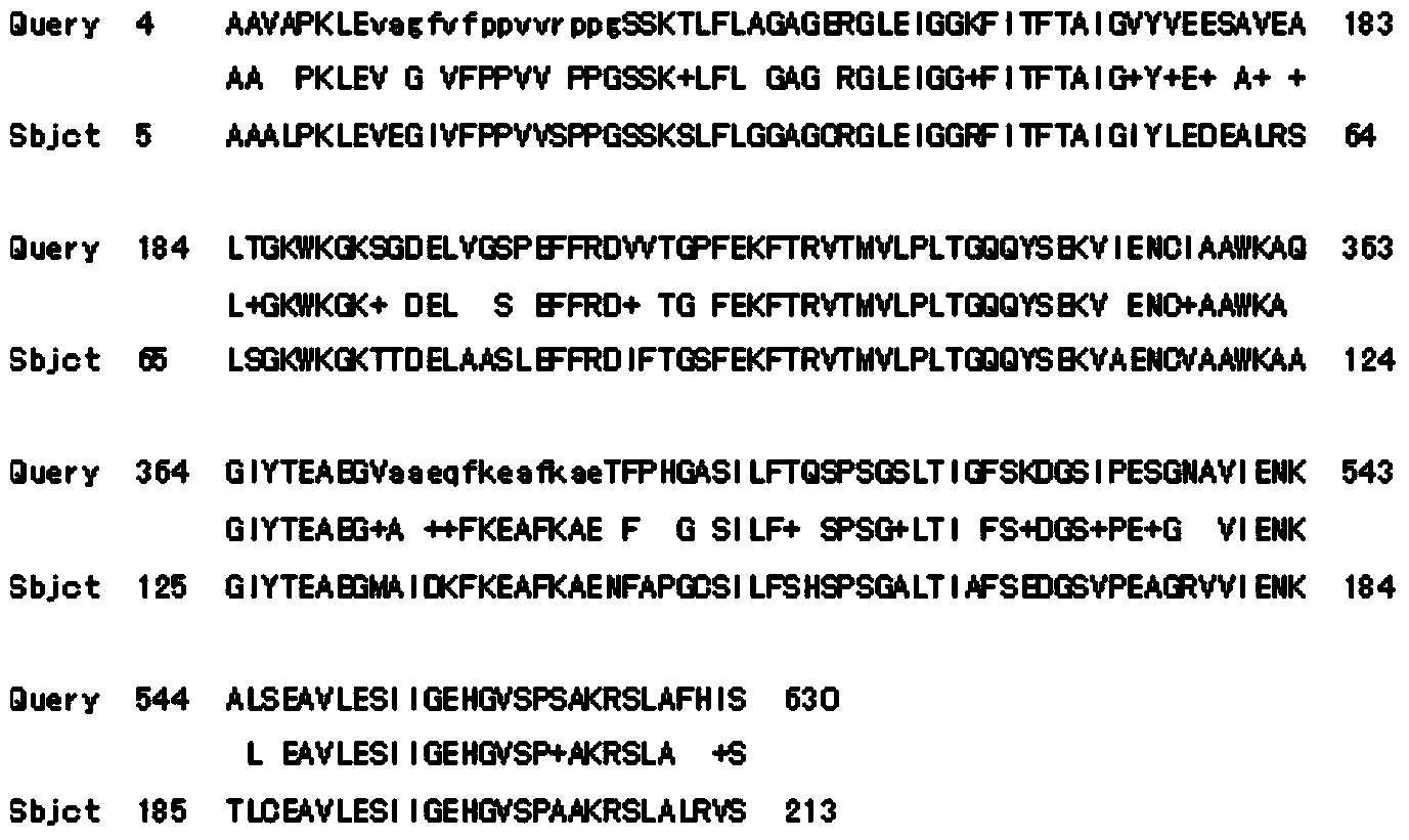 Tulip chalcone isomerase TfCHI protein and encoding gene thereof