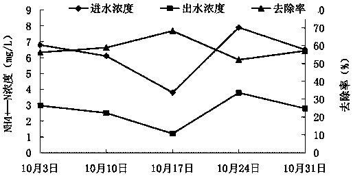 Application of anoectochilus formosanus in treating rural combined domestic sewage