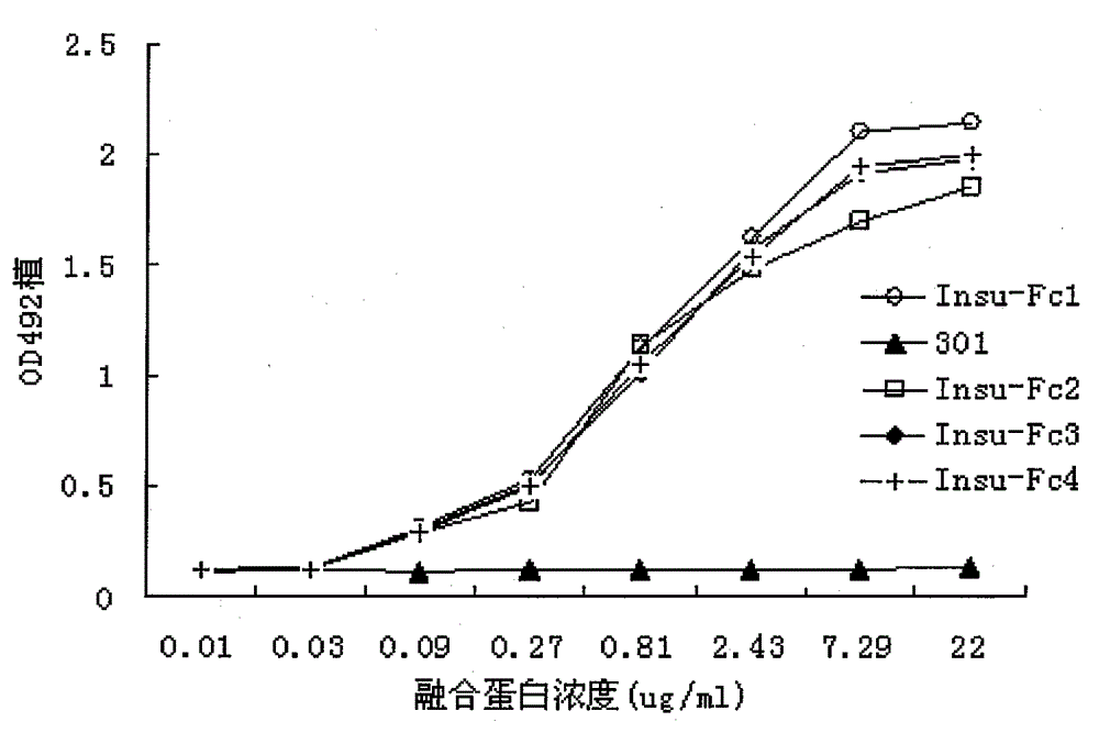 insulin-fc fusion protein