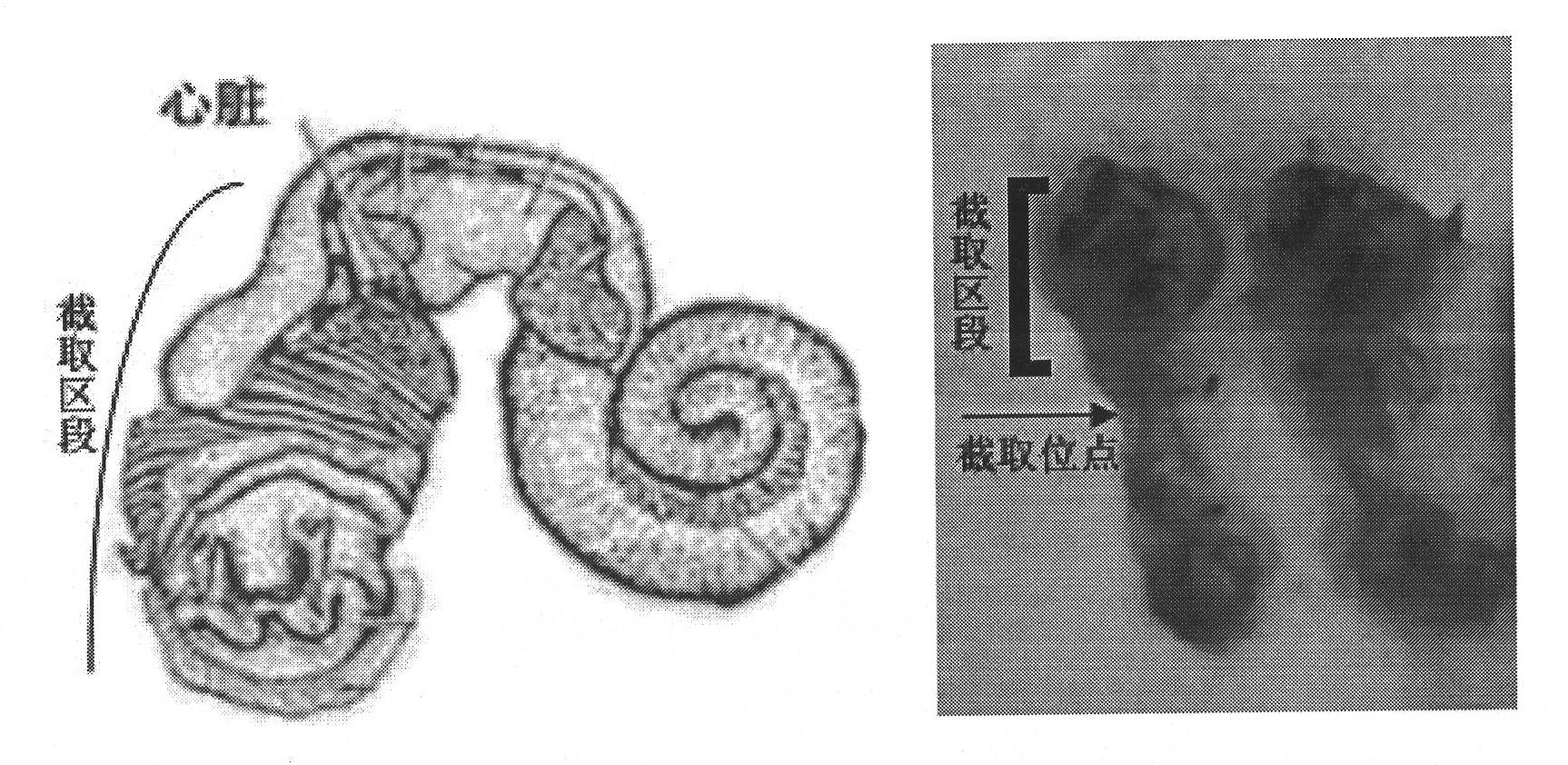 Preparation method of snail respiratory protein