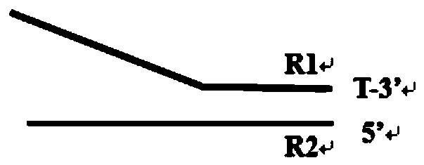 Sequencing library linker with increased stability