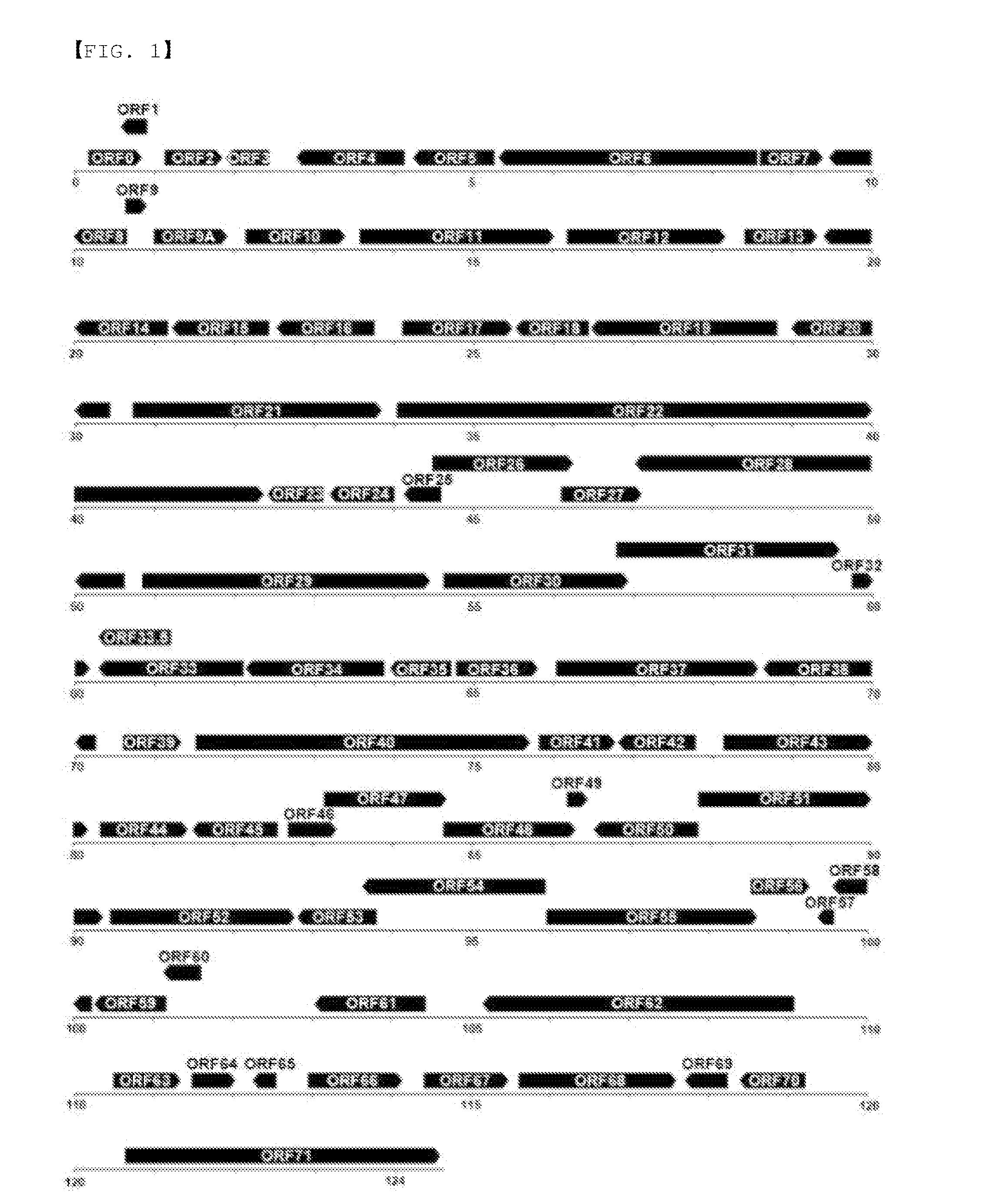 Novel varicella-zoster virus strains, and chicken pox and herpes zoster virus vaccine using same