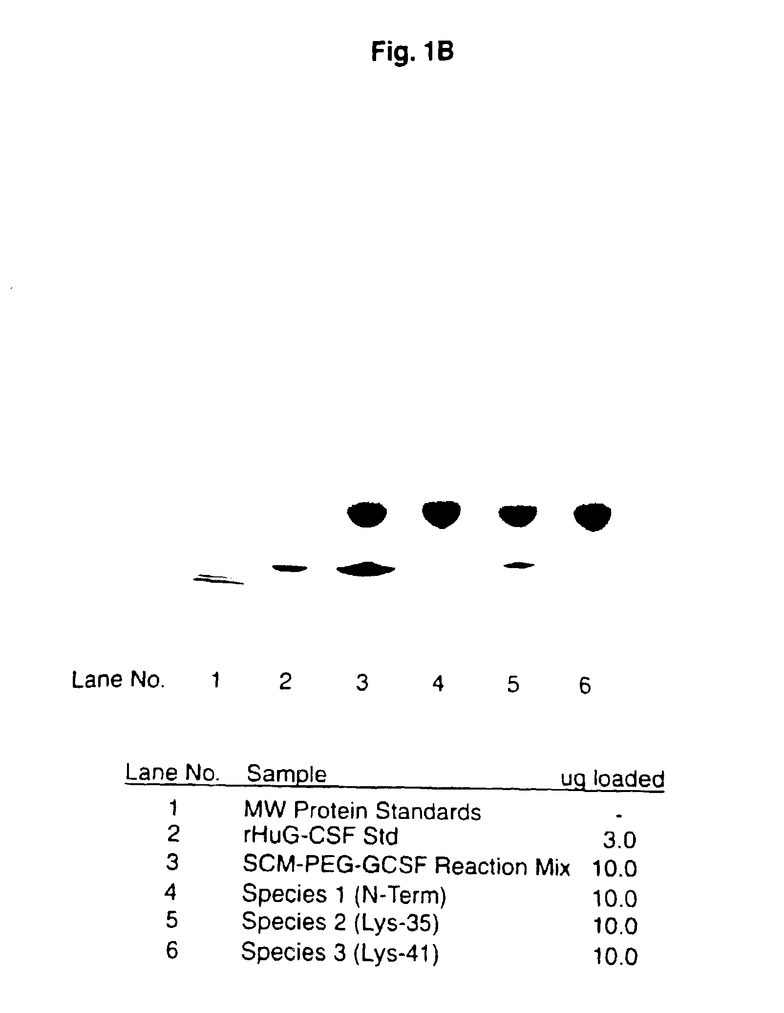 N-terminally chemically modified protein compositions and methods