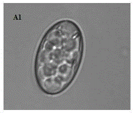 Microbial source bactericide for controlling cucumber powdery mildew