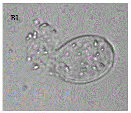 Microbial source bactericide for controlling cucumber powdery mildew