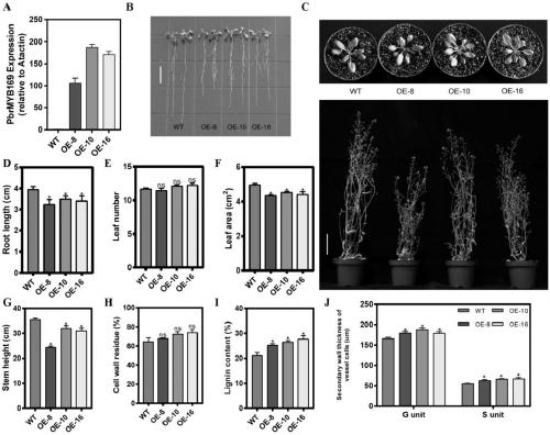 Pear transcription factor PbrMYB169 and application thereof