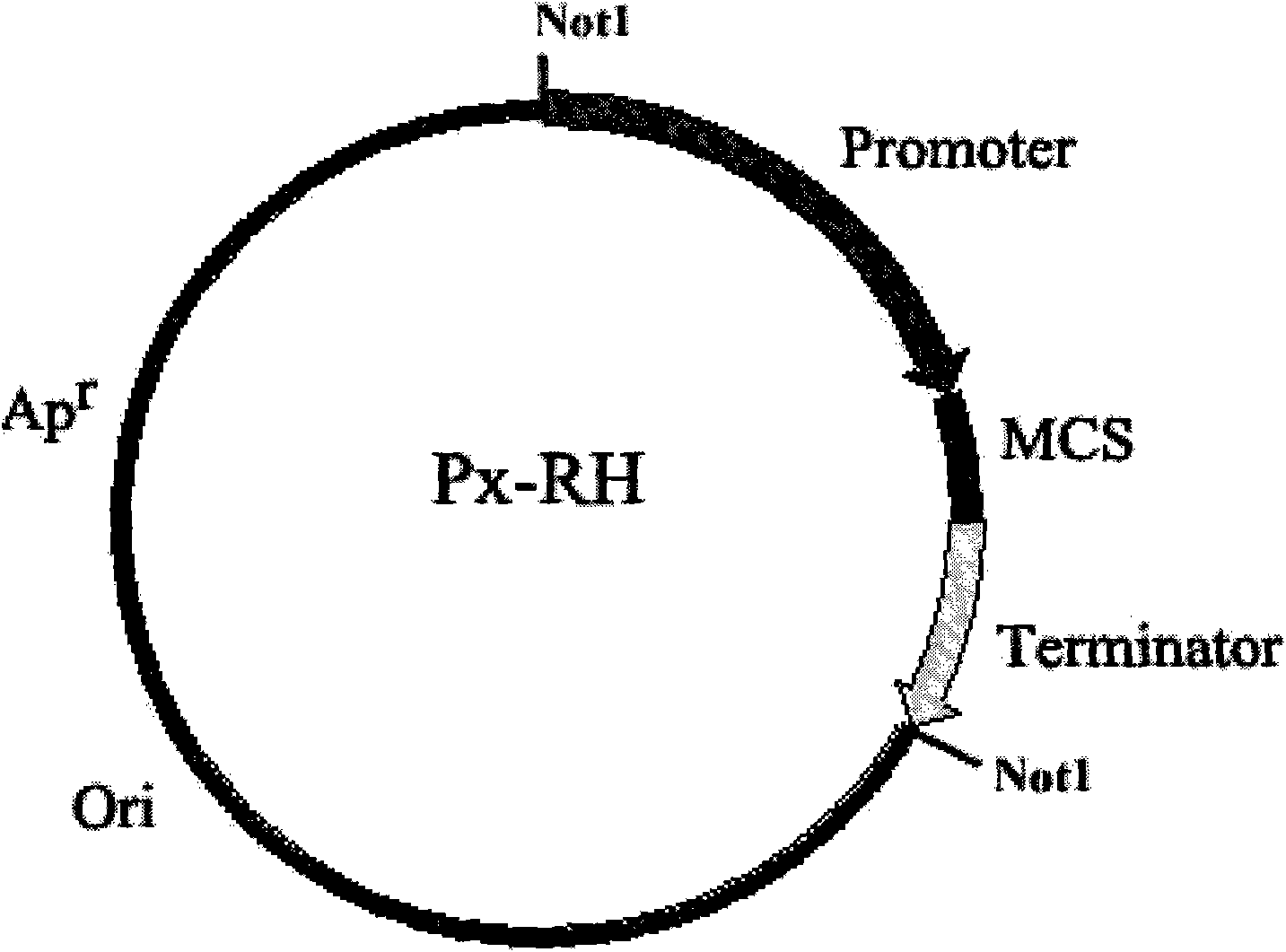 Method for preparing food grade Saccharomyces cerevisiae recombinant plasmid