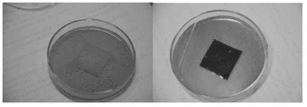 Preparation method of ultrafiltration membrane with enhanced antibacterial property by using modified carbon nanotubes