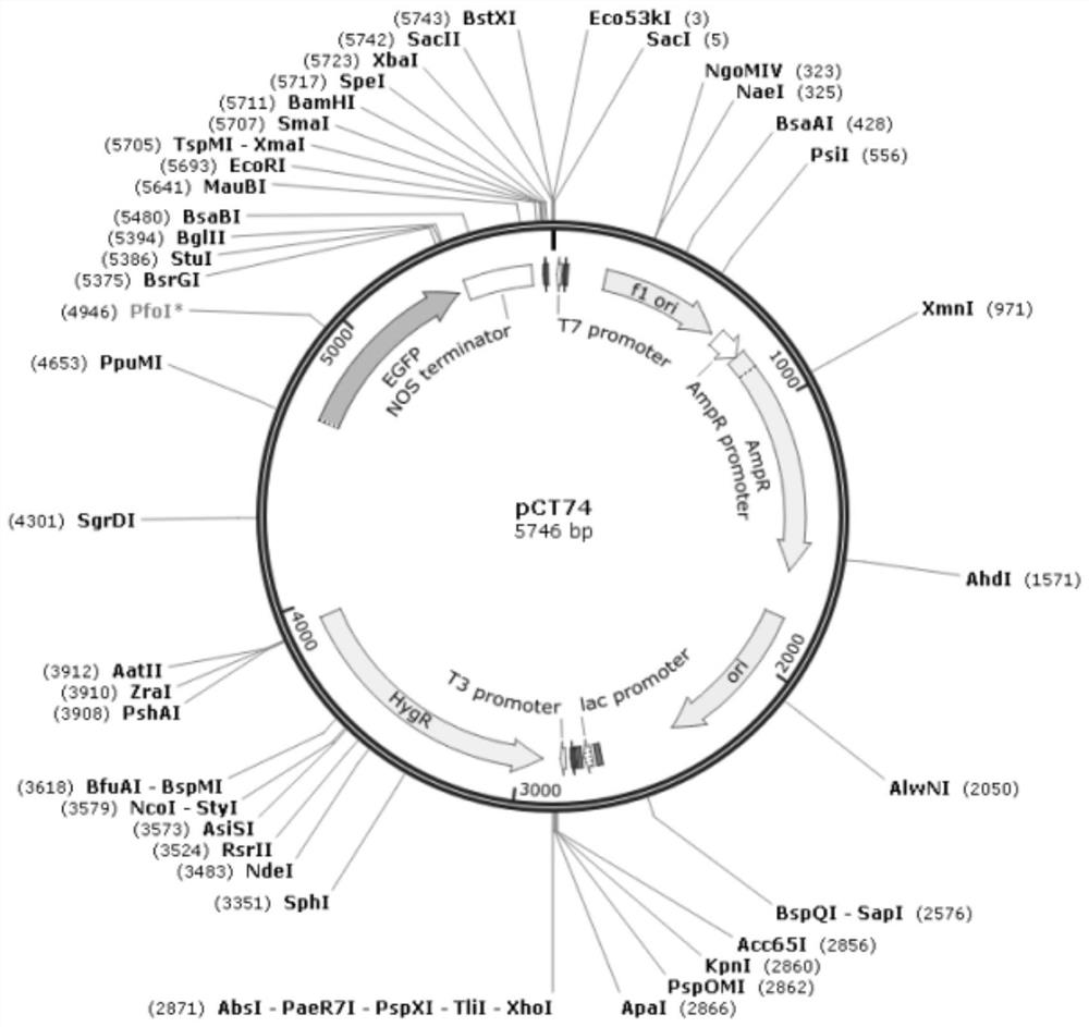 A fungal secretion expression vector, construction method and application thereof