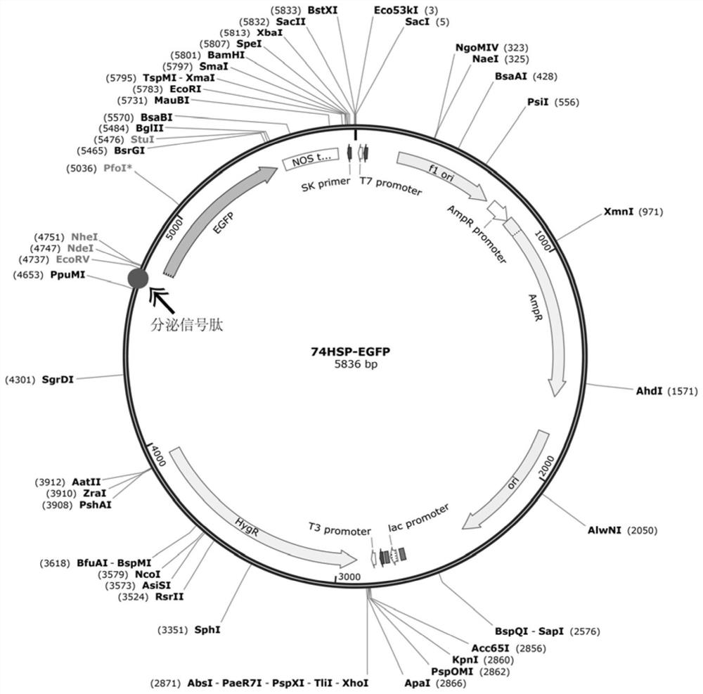 A fungal secretion expression vector, construction method and application thereof