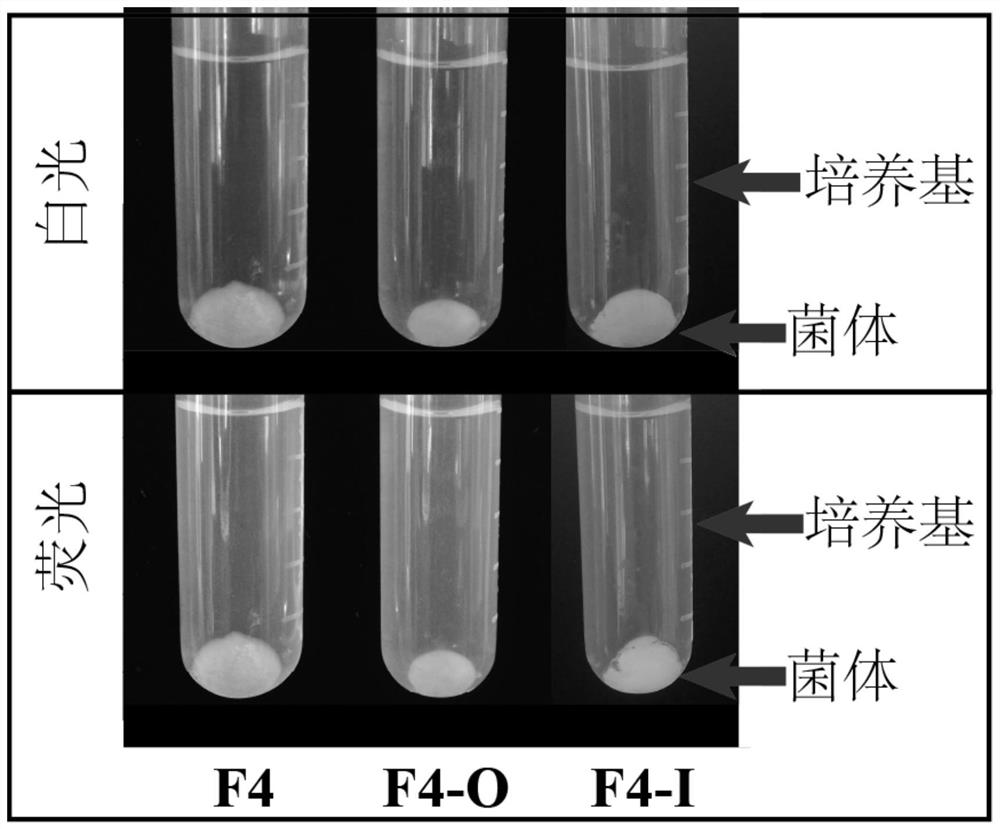 A fungal secretion expression vector, construction method and application thereof