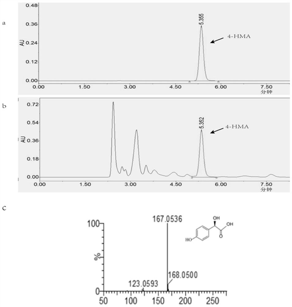 A method for synthesizing p-hydroxymandelic acid