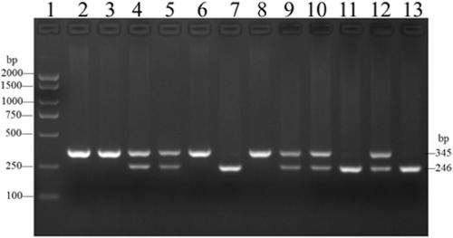 Detection kit for chicken CEL gene promoter 99bp indel polymorphic marker and application of detection kit