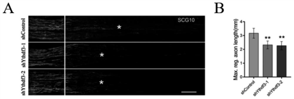 Application of RNA binding protein Ythdf3, target spot for treating nerve axon injury and medicine