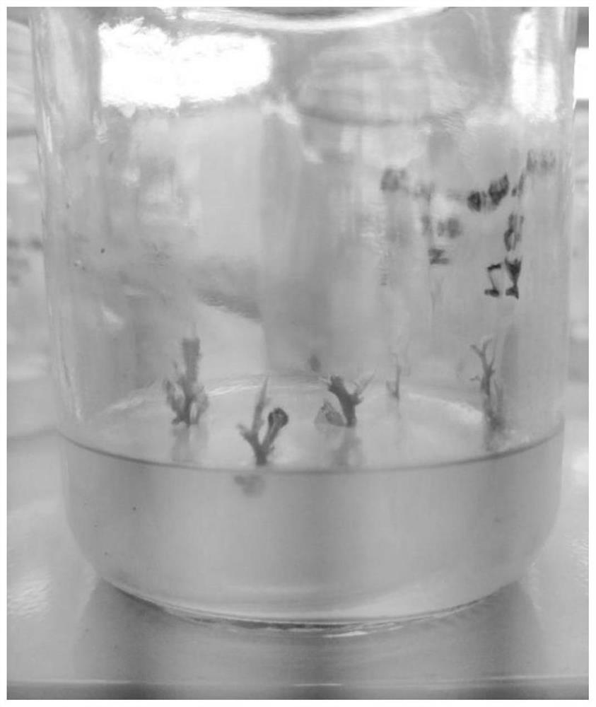 Tissue culture and rapid propagation method of actinidia deliciosa root stocks