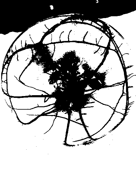 Method for rapidly and efficiently rooting pistacia chinensis bunge by taking stem tips and stem segments as explants