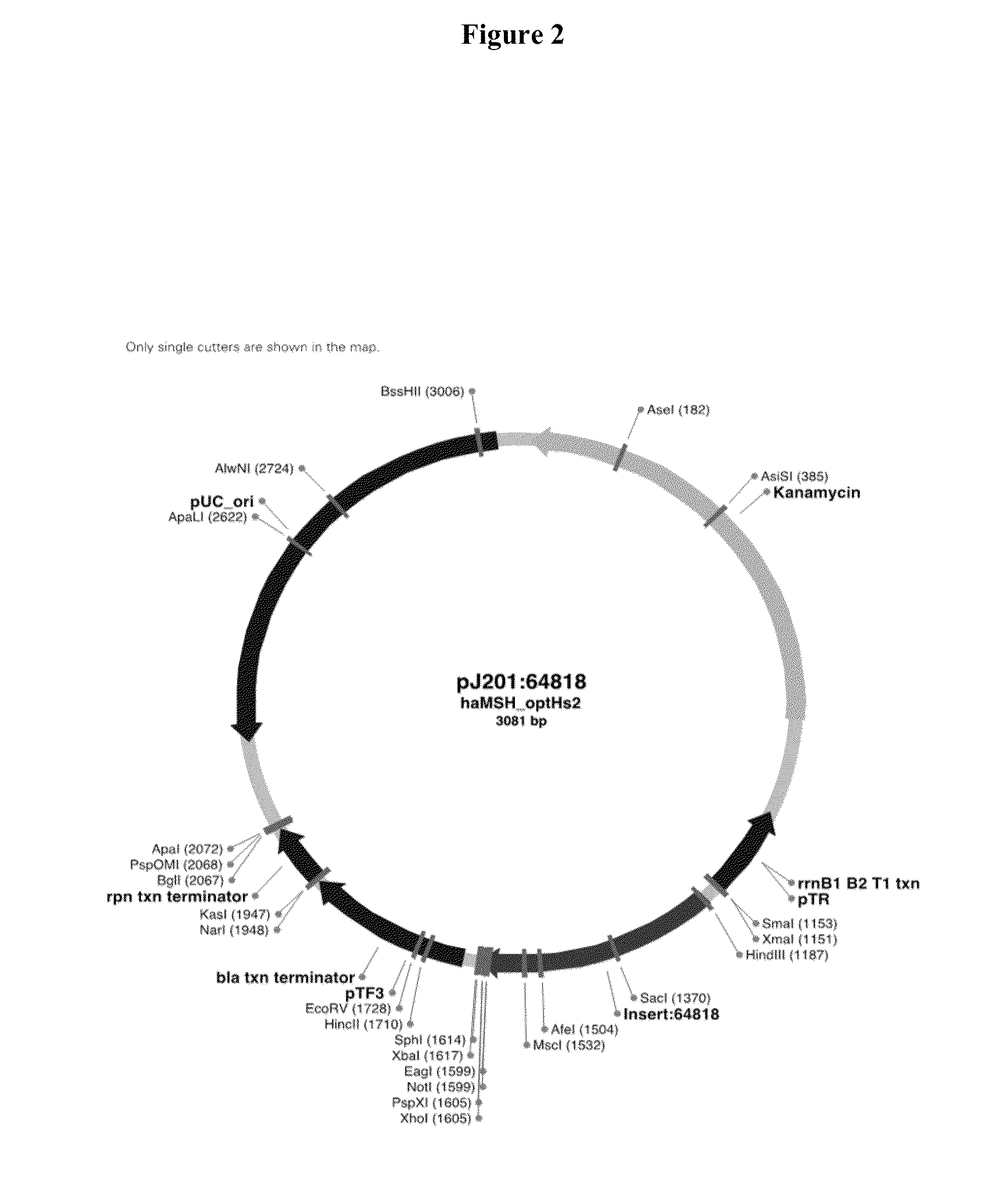 Method for producing a protein of interest at the site of a clot