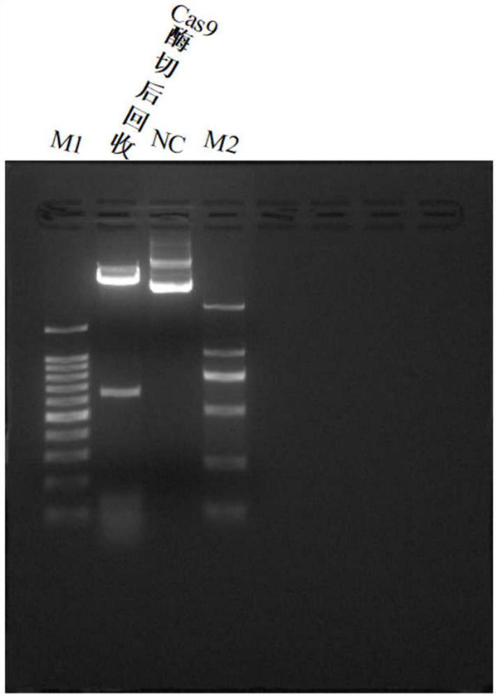 Targeted DNA capture method mediated by CRISPR/Cas9 system